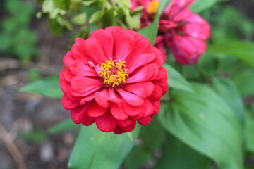 red and yellow flower