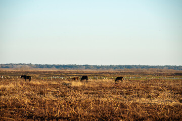 Wild Horses at Paynes Prairie State Park in Gainesville, Florida