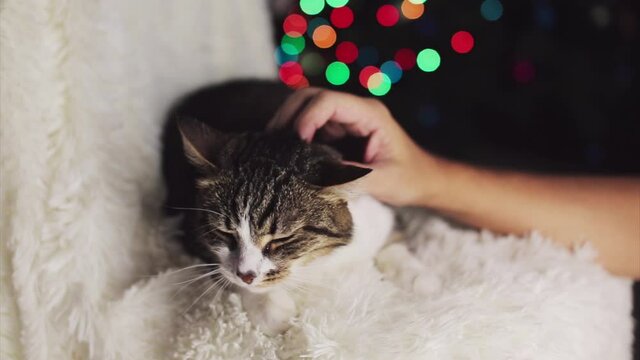 Christmas cat. animal and Christmas decorations. the owner strokes the cat