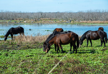 Wild Horses at Paynes Prairie State Park in Gainesville, Florida