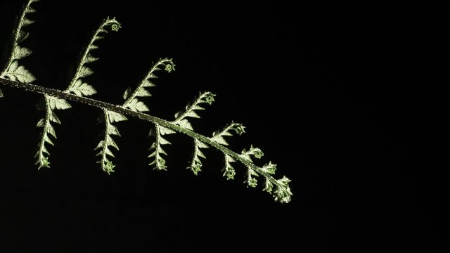 Silver Fern unfurling , underside time lapse on black back ground. A symbolic plant found on the flag of New Zealand