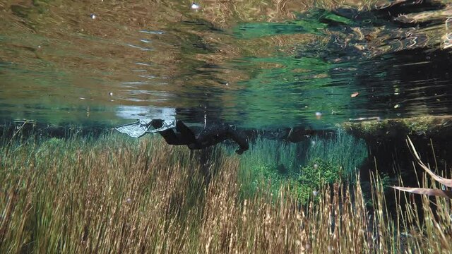 Snorkler snorkeling on water surface, exploring seaweed on the bottom