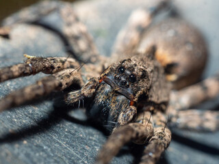 Spider