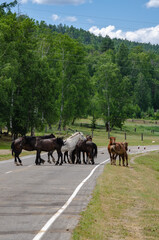 Fototapeta na wymiar horses on the road