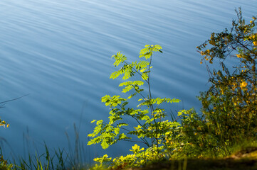 Delikatne zielone listki na tle niebieskiej wody