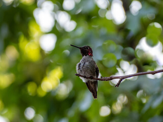 Hummingbird