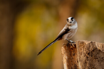 Longtail tit