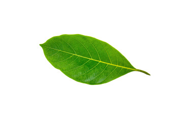 Leaves of jackfruit an isolated on a white background