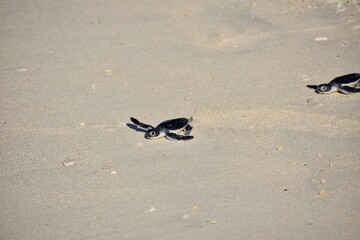 Sea Turtles Crawling Toward the Sea, Con Dao, Vietnam