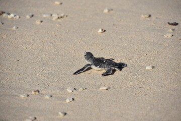 Baby Sea Turtle, Slight Rear View, Con Dao, Vietnam