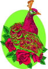 peacock portrait bird  and pink flowers vector illustration