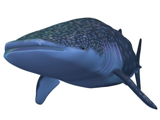 3d render of a whale shark