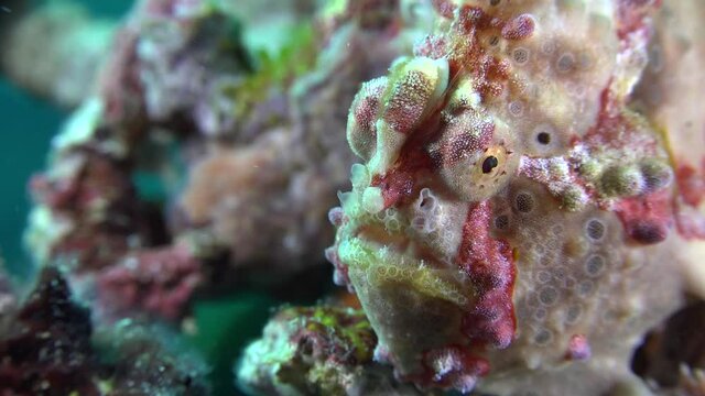 close up shot of a grey warty frogfish on a coral reef.
