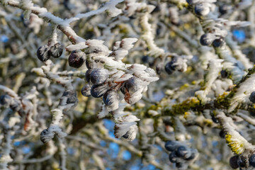 Eine Schlehenhecke im Winter: Schlehen mit Raureif / Früchte des Schlehdorn (lat.: Prunus spinosa) im Winter bei Frost