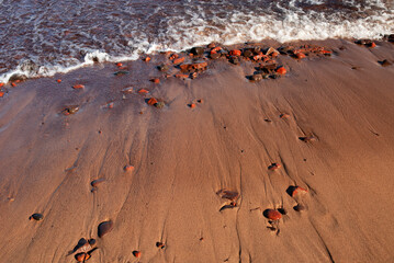 529-38 Red Rock Sand and Wave