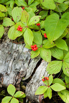 530-28 Bunchberry and Birch Bark