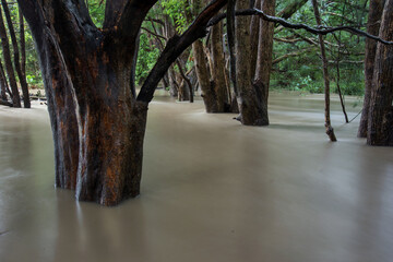 Trees in a flooded creek