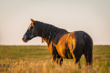 Wild horse grazing in a field at sunrise