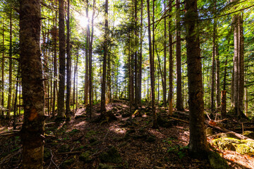 Deep in the forest tall trees and sunlight shines through the leaves