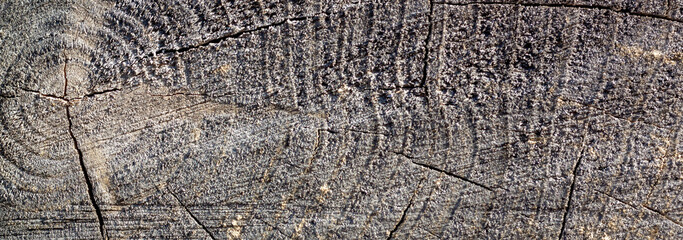 Fototapeta premium Natural wood background