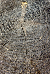 Fototapeta premium Natural wood background