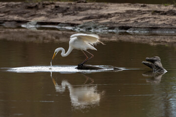 Great Eastern Egret stabbing in the water