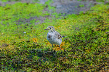 White Wagtail or Motacilla alba. Wagtails is a genus of songbirds. Wagtail is one of the most useful birds. It kills mosquitoes and flies, which deftly chases in the air