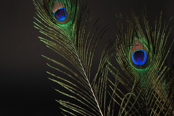 Peacock feather isolated on a black background