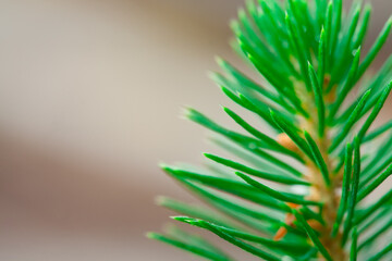 Young tree sapling on a defocused background. Healthy ecology concept.