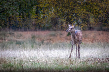 a young deer in a forest meadow