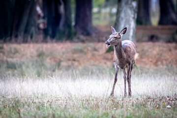 a young deer in a forest meadow