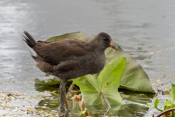 Juvenile Dusky Moore Hen