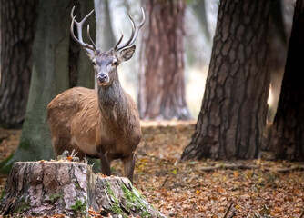 a stag deer in the forest