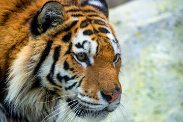 Close up view of a Siberian tiger or Panthera tigris altaica