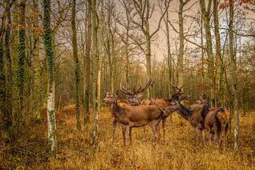 Naklejka na ściany i meble a herd of deer in a autumn forest