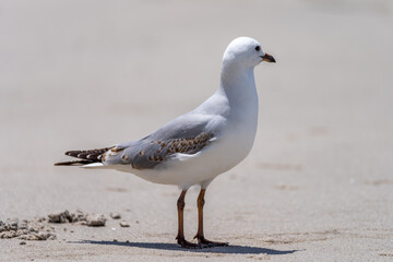 Side view of a silver gull on the beach with sand