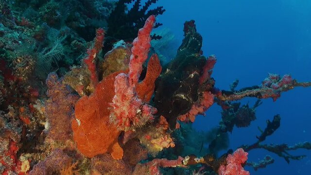 Two giant frog fishes in black and red color sitting on a coral reef in the Maldives.