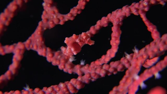 Pygmy Seahorse Denise on red sea fan at night.