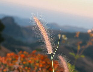Grass flowers in the mountain background.