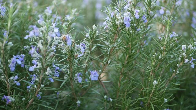 Rosemary salvia herb in garden, California USA. Springtime meadow romantic atmosphere, morning wind, delicate pure greenery of aromatic sage. Spring fresh garden or lea in soft focus. Flowers blossom.