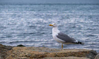 Fototapeta premium seagull standing by the sea