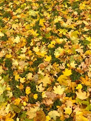 Yellow maple leaves on green grass. Wallpaper