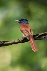 With a short crest set as a ridge Dark gray head and chest The top head is dark, slightly glimpse. The skin around the eyes and mouth is dark blue.