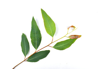 Eucalyptus leaves isolated on white background. Clipping path