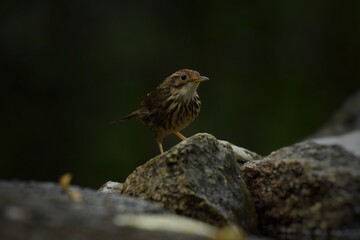 Forehead to occiput, dark red brown White or brown eyebrows, face body. The underside is white with large stripes, greenish brown. Body above, greenish