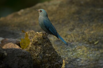 Light blue-gray rather than male The eyes and eyes are not as clear as the male. Different from the light blue insect catching bird at the shorter mouth The bottom of the sky has white stripes.