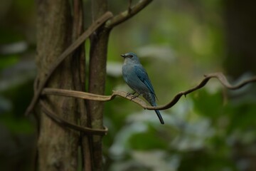 Light blue-gray rather than male The eyes and eyes are not as clear as the male. Different from the light blue insect catching bird at the shorter mouth The bottom of the sky has white stripes.