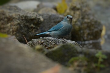 Light blue-gray rather than male The eyes and eyes are not as clear as the male. Different from the light blue insect catching bird at the shorter mouth The bottom of the sky has white stripes.