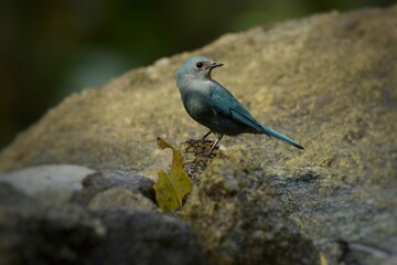 Light blue-gray rather than male The eyes and eyes are not as clear as the male. Different from the light blue insect catching bird at the shorter mouth The bottom of the sky has white stripes.