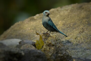 Light blue-gray rather than male The eyes and eyes are not as clear as the male. Different from the light blue insect catching bird at the shorter mouth The bottom of the sky has white stripes.